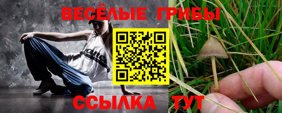 где продают наркотики  Махачкала  Псилоцибиновые грибы прущие грибы 